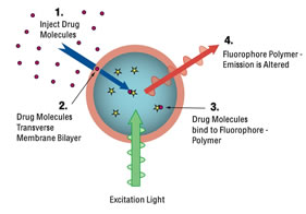 Fluorosome-trans Diagram